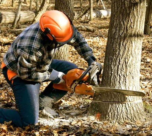 Tree Removal in Voca, TX